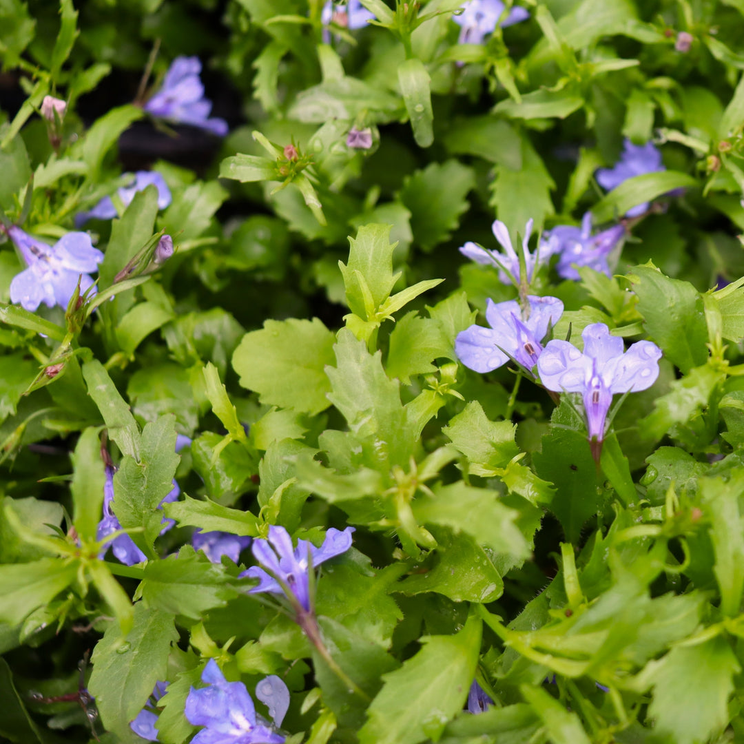 Lobelia erinus 'Regatta Sky Blue' Regatta Sky Blue Trailing Lobelia, 3-Pack Annual