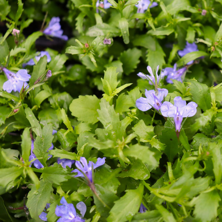 Lobelia erinus 'Regatta Sky Blue' Regatta Sky Blue Trailing Lobelia, 3-Pack Annual