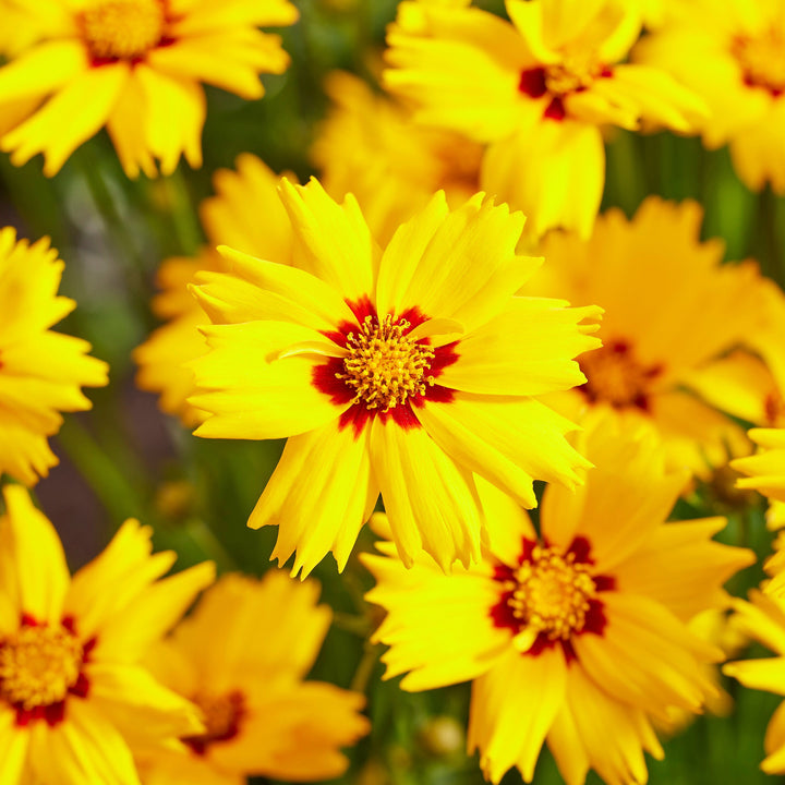 Coreopsis 'Solar Mellow' Coreopsis, 1 Gallon Perennial