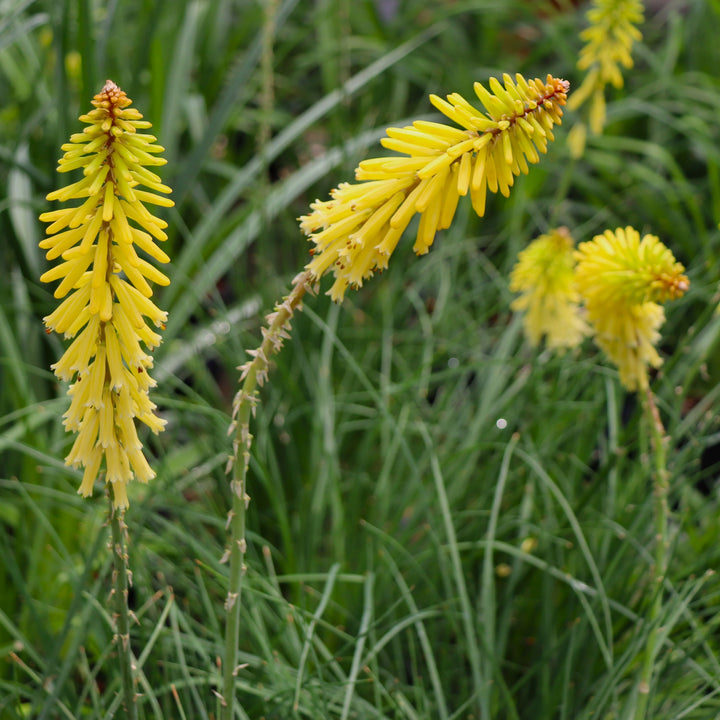 Poker Plant