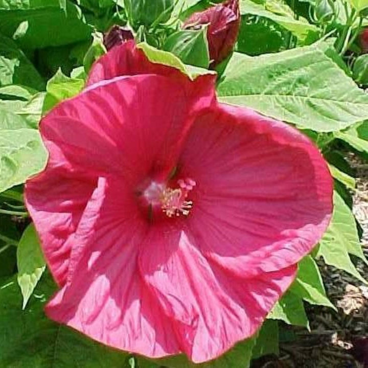 Hibiscus moscheutos 'Disco Belle Rosy Red' Hardy Hibiscus, 2 Gallon Perennial