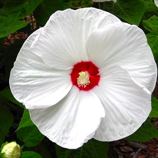 Hibiscus moscheutos 'Disco Belle White' Hardy Hibiscus, 2 Gallon Perennial