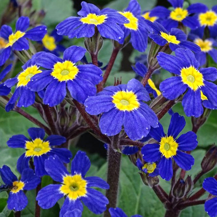 Primula vulgaris 'Oakleaf Blue' Primrose, 1 Gallon Perennial