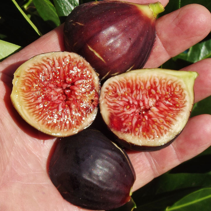 Ficus carica 'Violette de Bordeaux' Fig Tree, 7 Gallon Tree