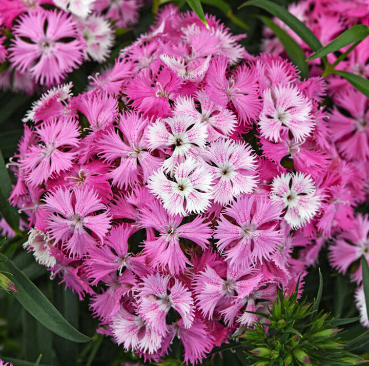 Dianthus x barbatus 'PAS1350217' Rockin'™ Pink Magic Carnation, 1 Gallon Perennial