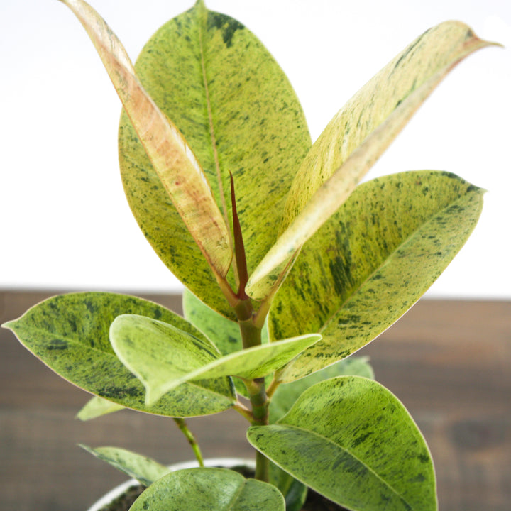 Ficus elastica shivereana 'Moonshine' Variegated Rubber Plant, 4 Inch Houseplant