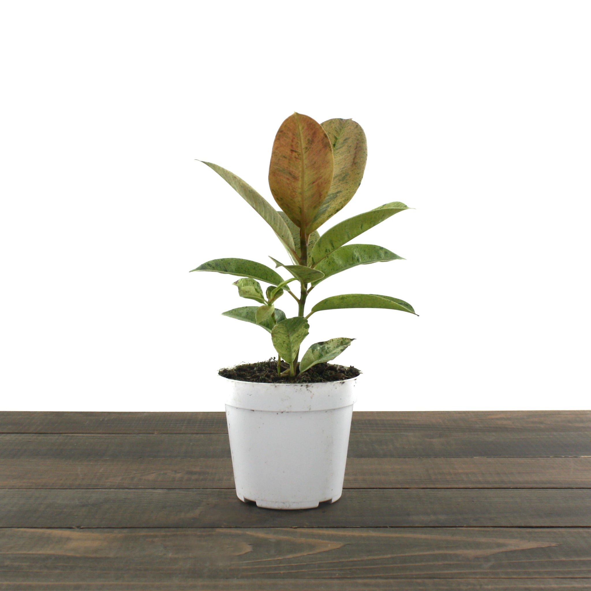 Al's Garden & Home Rubber Plant