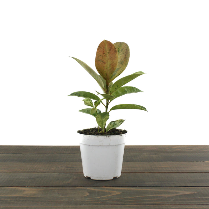 Ficus elastica shivereana 'Moonshine' Variegated Rubber Plant, 4 Inch Houseplant
