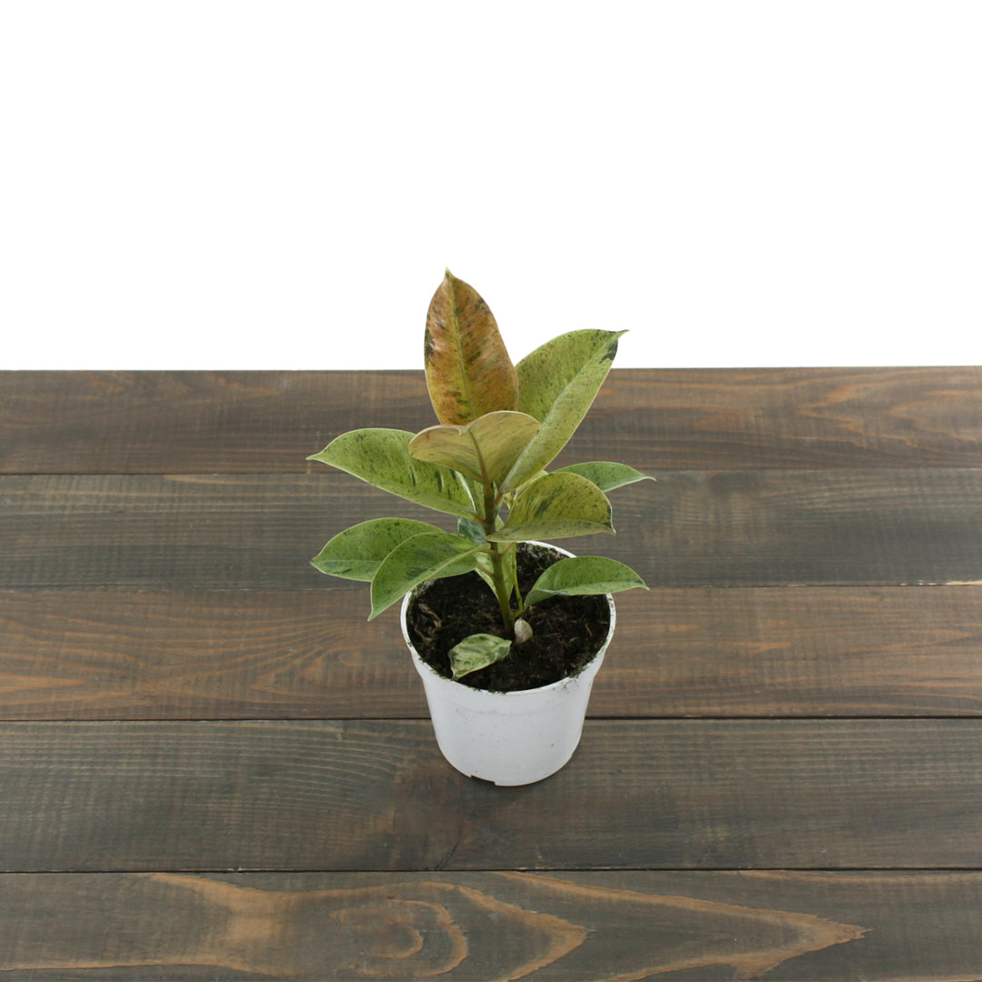 Ficus elastica shivereana 'Moonshine' Variegated Rubber Plant, 4 Inch Houseplant