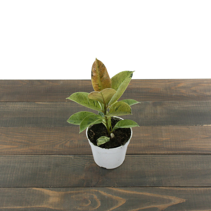 Ficus elastica shivereana 'Moonshine' Variegated Rubber Plant, 4 Inch Houseplant