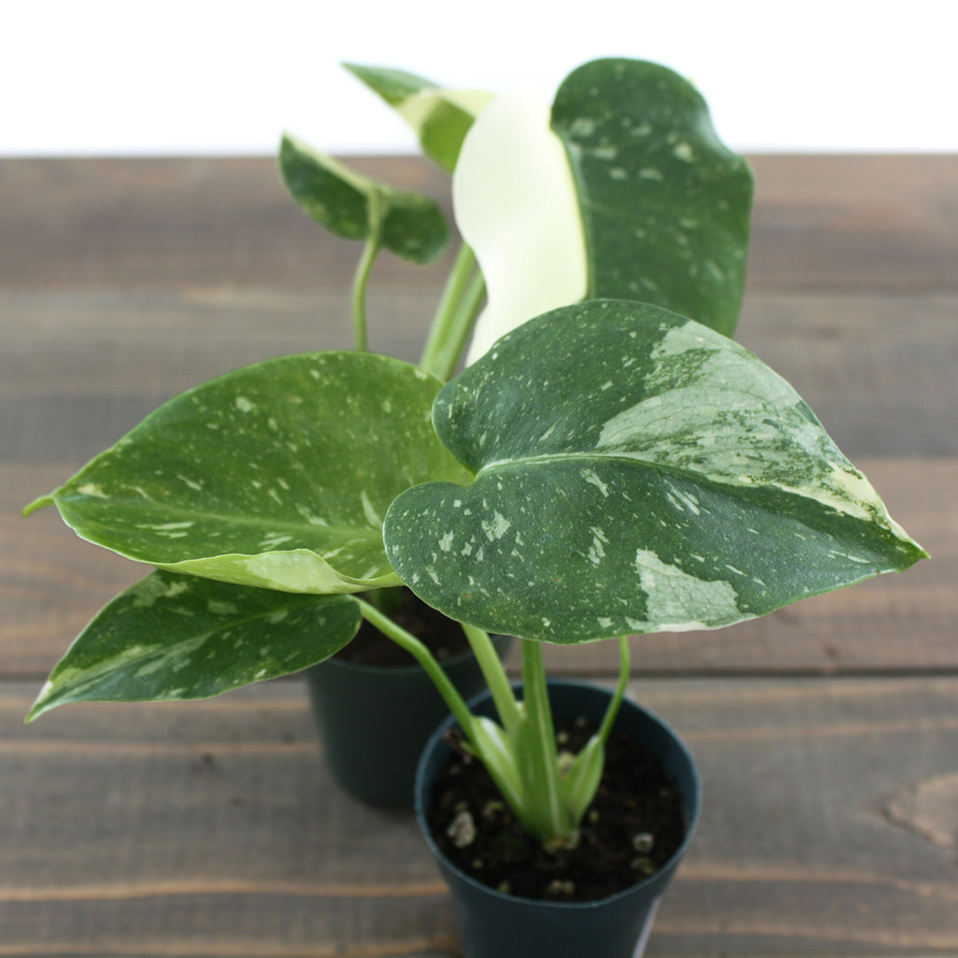 Monstera deliciosa 'Thai Constellation' Thai Constellation Split Leaf Philodendron, 2 Inch Houseplant