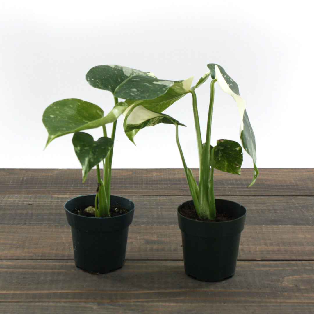 Monstera deliciosa 'Thai Constellation' Thai Constellation Split Leaf Philodendron, 2 Inch Houseplant