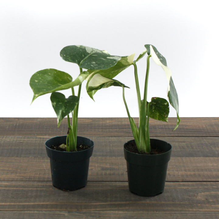 Monstera deliciosa 'Thai Constellation' Thai Constellation Split Leaf Philodendron, 2 Inch Houseplant