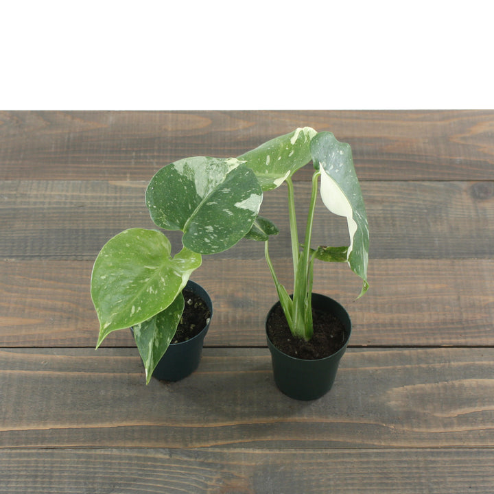 Monstera deliciosa 'Thai Constellation' Thai Constellation Split Leaf Philodendron, 2 Inch Houseplant