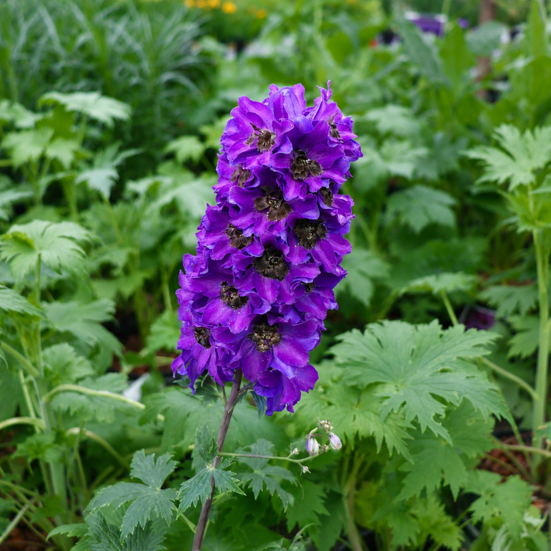 Delphinium elatum 'Excalibur Dark Blue Black Bee' Excalibur™ Dark Blue Black Bee Alpine Delphinium, 1 Gallon Perennial