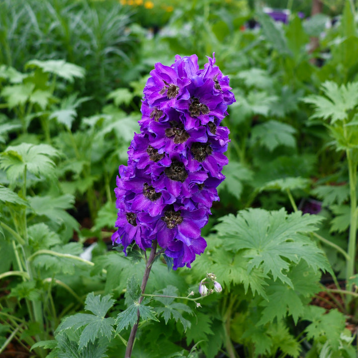 Delphinium elatum 'Excalibur Dark Blue Black Bee' Excalibur™ Dark Blue Black Bee Alpine Delphinium, 1 Gallon Perennial