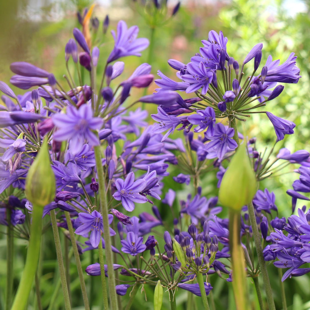 Agapanthus 'AMDB002' PP28767 Poppin' Star Lily of the Nile, 1 Gallon Perennial