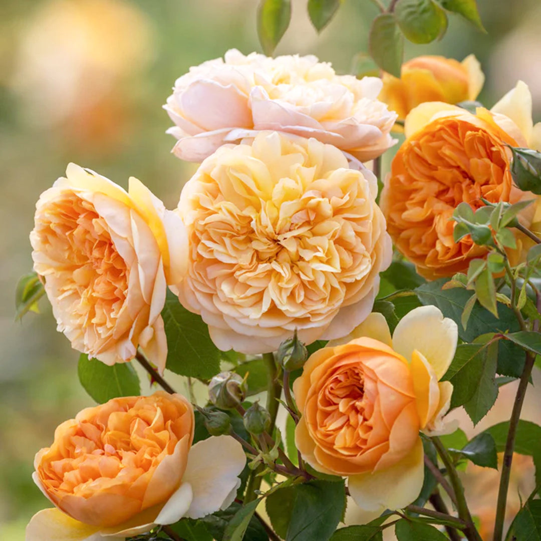 Rosa x 'Ausernie' Bring Me Sunshine David Austin Rose, 5 Gallon Shrub