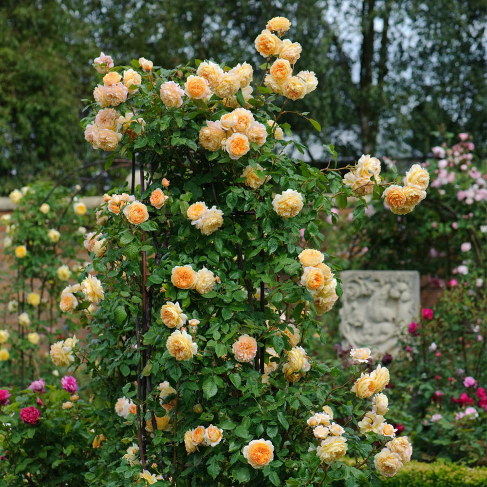 Rosa x 'Auswinter' Crown Princess Margareta Climbing David Austin Rose, 5 Gallon Shrub