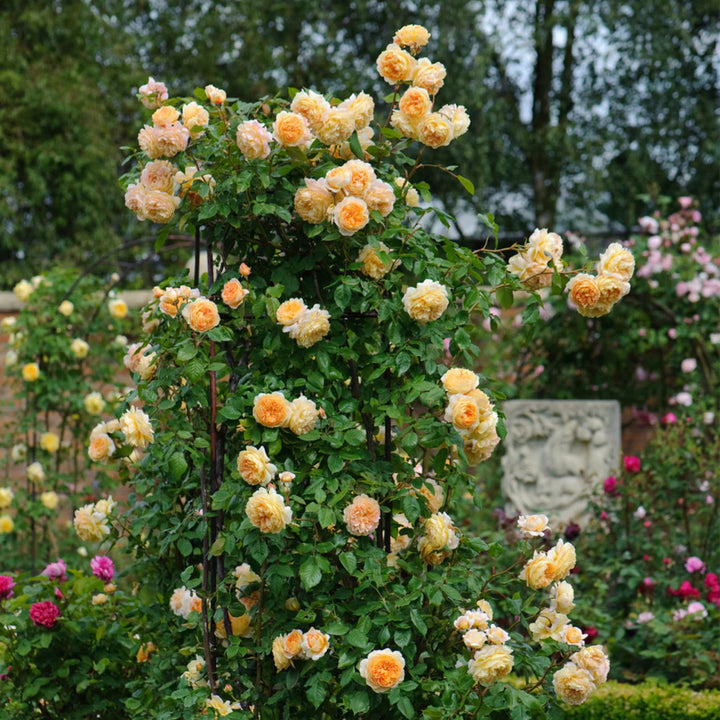 Rosa x 'Auswinter' Crown Princess Margareta Climbing David Austin Rose, 5 Gallon Shrub