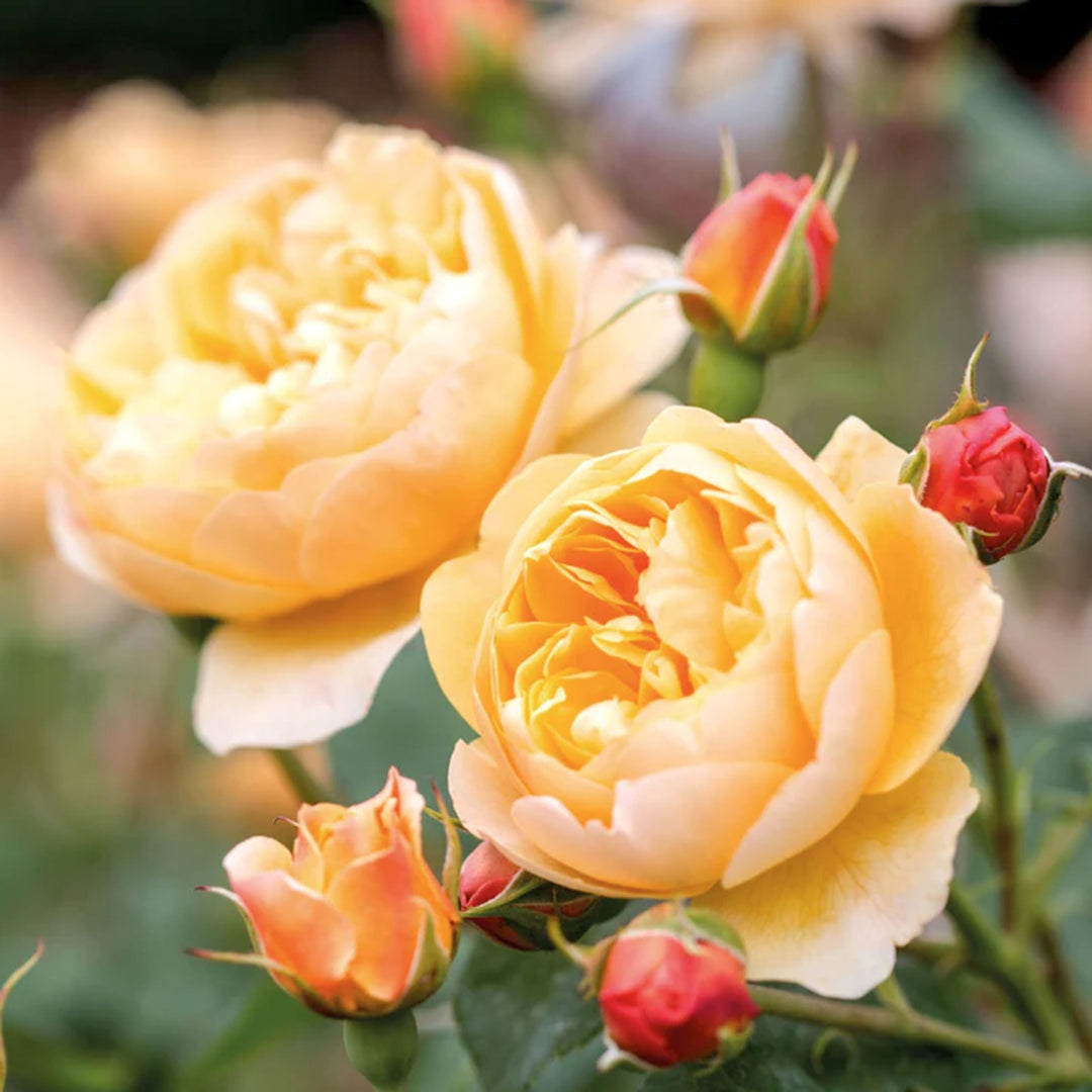 Rosa x 'Ausowlish' Roald Dahl David Austin Rose, 5 Gallon Shrub