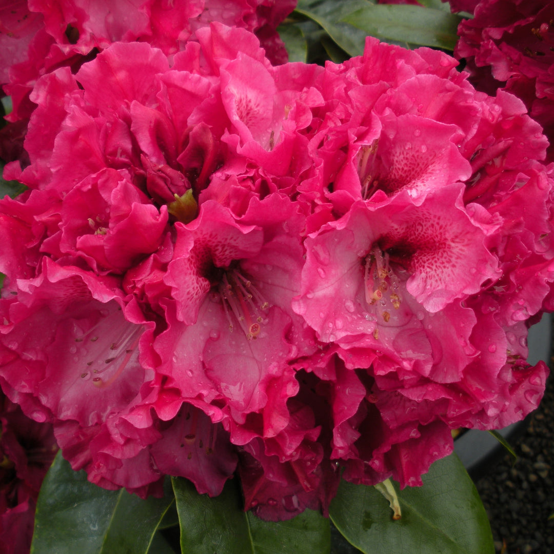 Rhododendron x 'Peetskee' Rhododendron, 1 Gallon Shrub