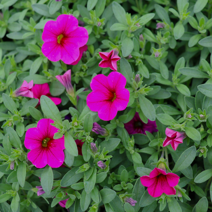 Calibrachoa