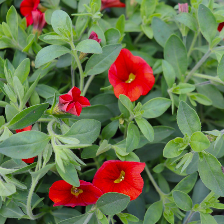 Calibrachoa