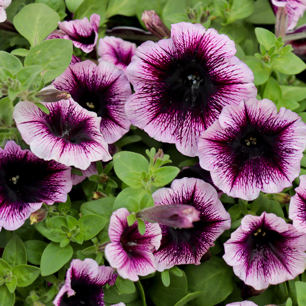 Petunia x 'KLEPH22641' Headliner™ Blackberry Vein Premium Petunia, 1 Quart Annual