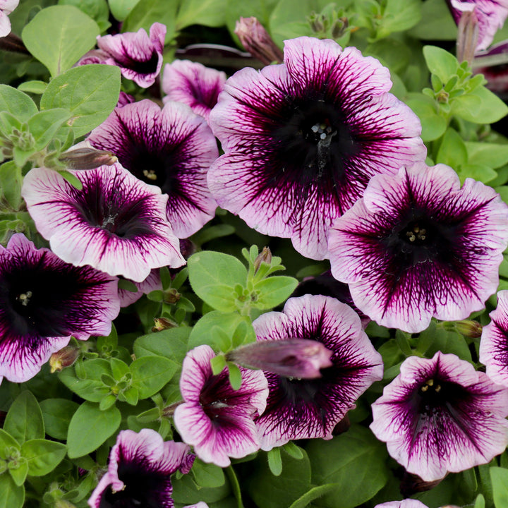 Petunia x 'KLEPH22641' Headliner™ Blackberry Vein Premium Petunia, 1 Quart Annual