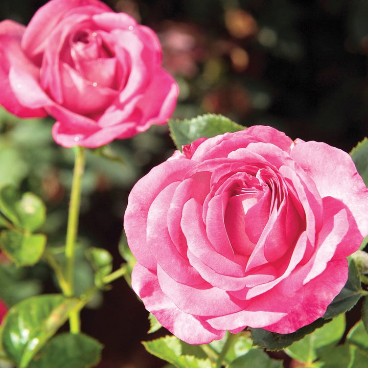 Rosa 'Big Momma' Hybrid Tea Rose, 5 Gallon Shrub