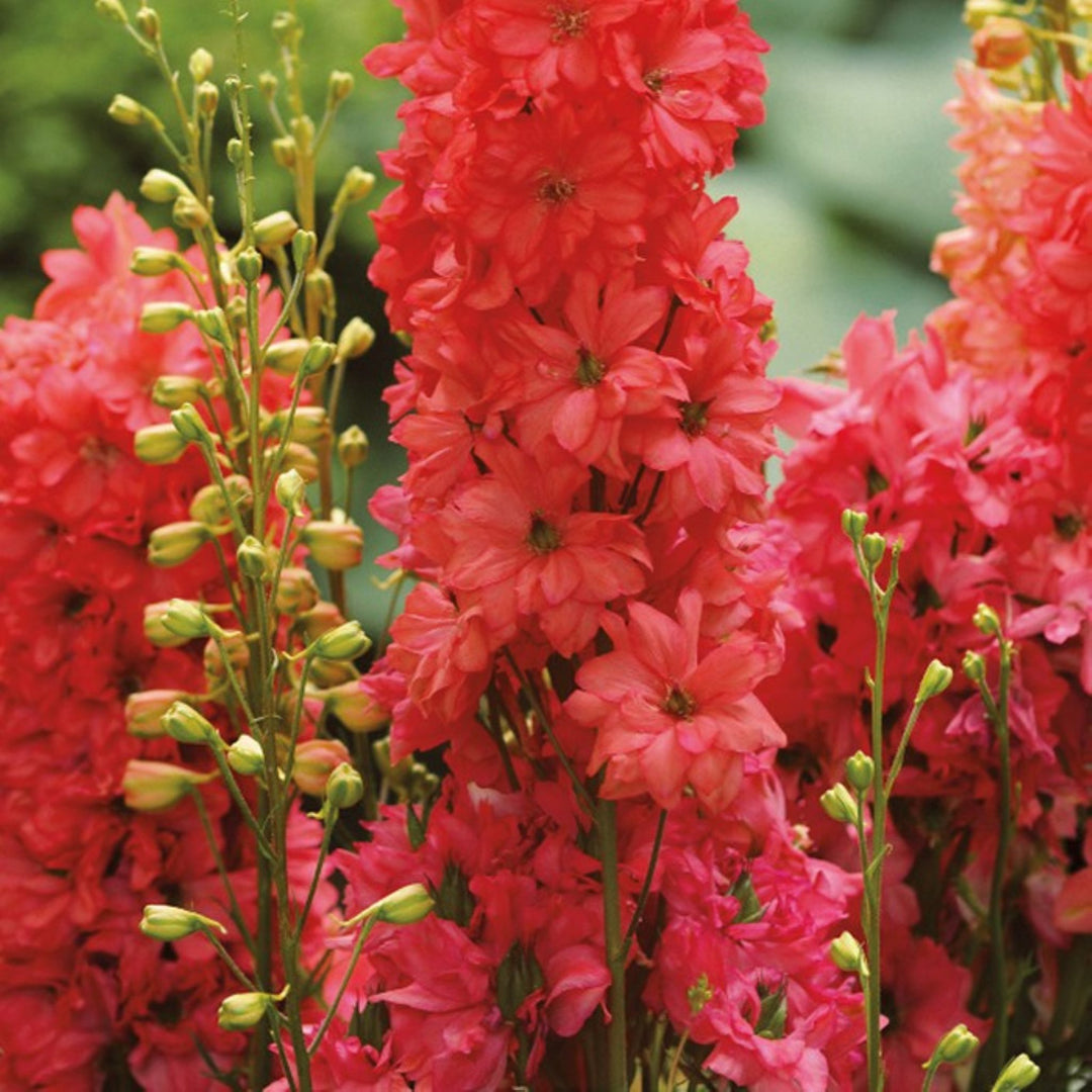 Delphinium x 'Red Lark' PP29761 Delphinium, 2 Gallon Perennial