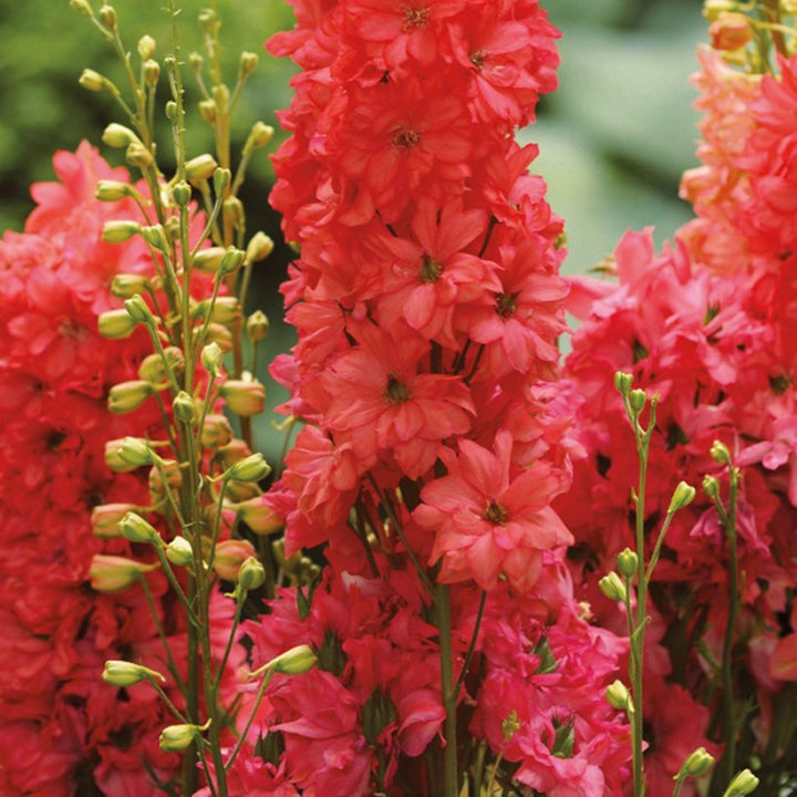 Delphinium x 'Red Lark' PP29761 Delphinium, 2 Gallon Perennial