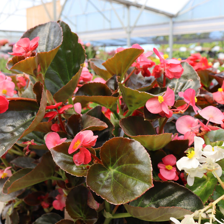 Begonia x 'Bepared' Dragon Wing® Red Begonia, 10 Inch Annual