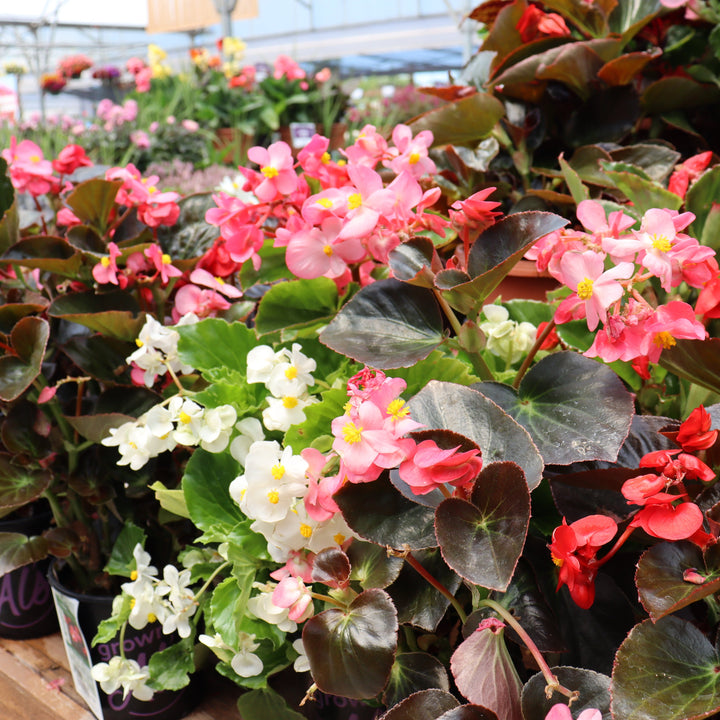 Begonia x 'Bepared' Dragon Wing® Red Begonia, 10 Inch Annual
