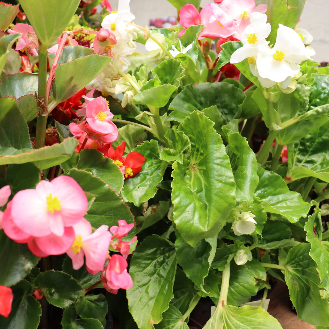 Begonia x 'Bepared' Dragon Wing® Red Begonia, 10 Inch Annual