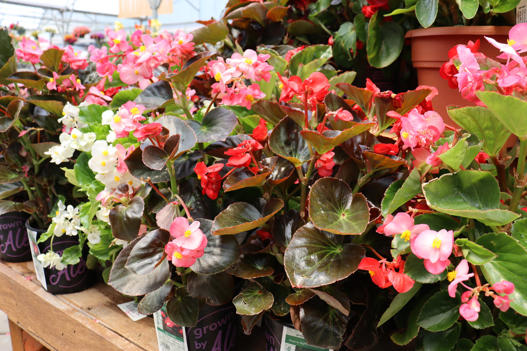 Begonia x 'Bepared' Dragon Wing® Red Begonia, 10 Inch Annual