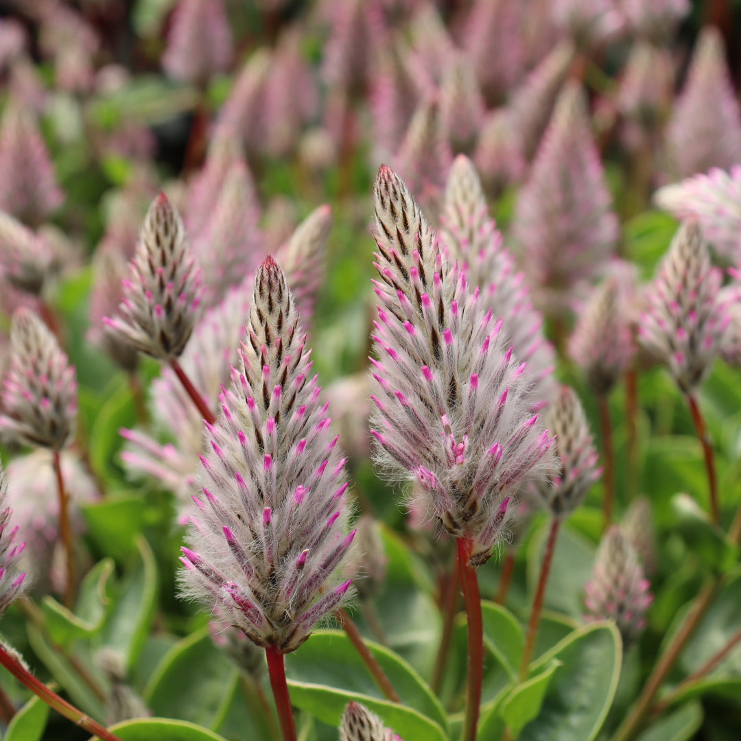Ptilotus exaltatus Joey Plant, 6 Inch Annual
