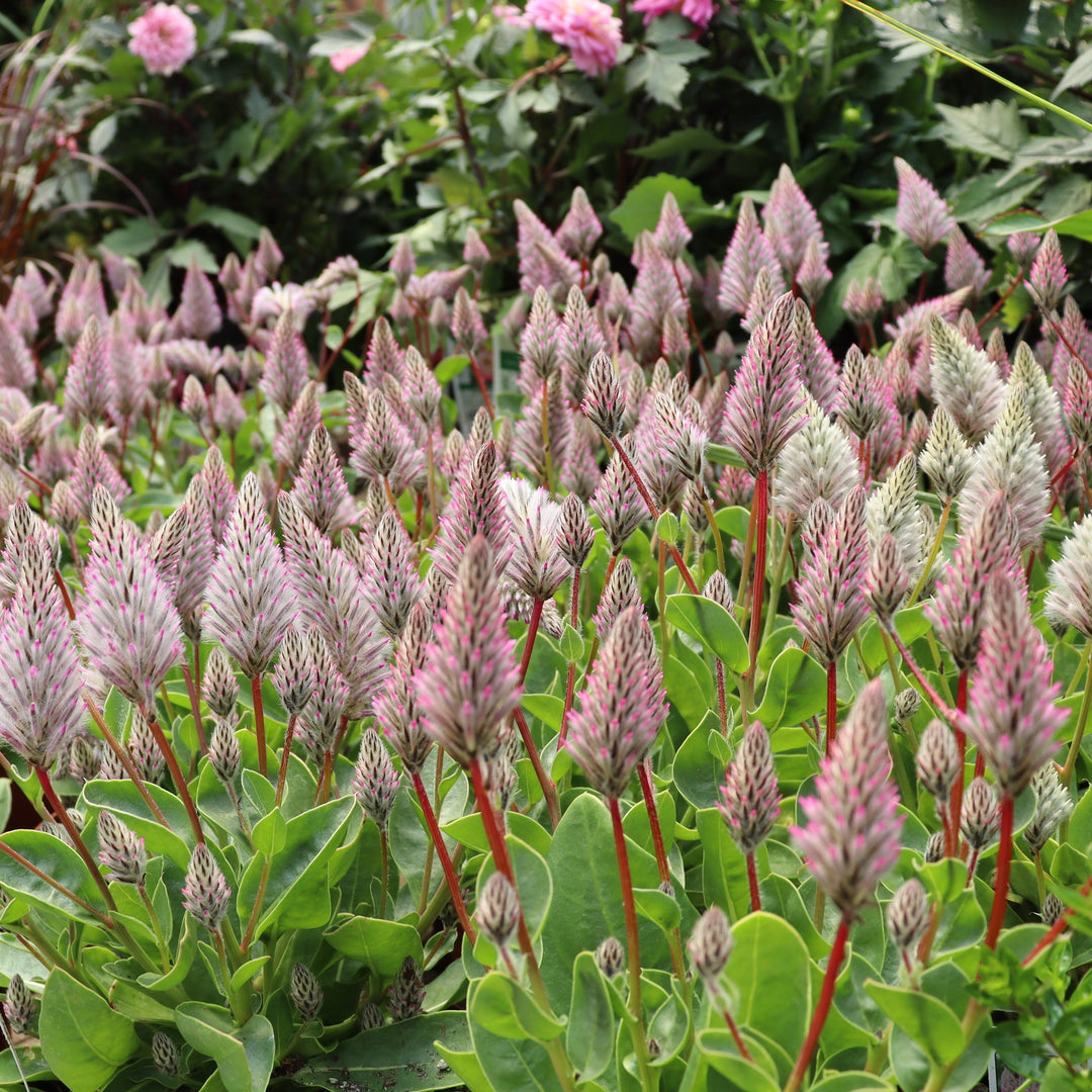 Ptilotus exaltatus Joey Plant, 6 Inch Annual