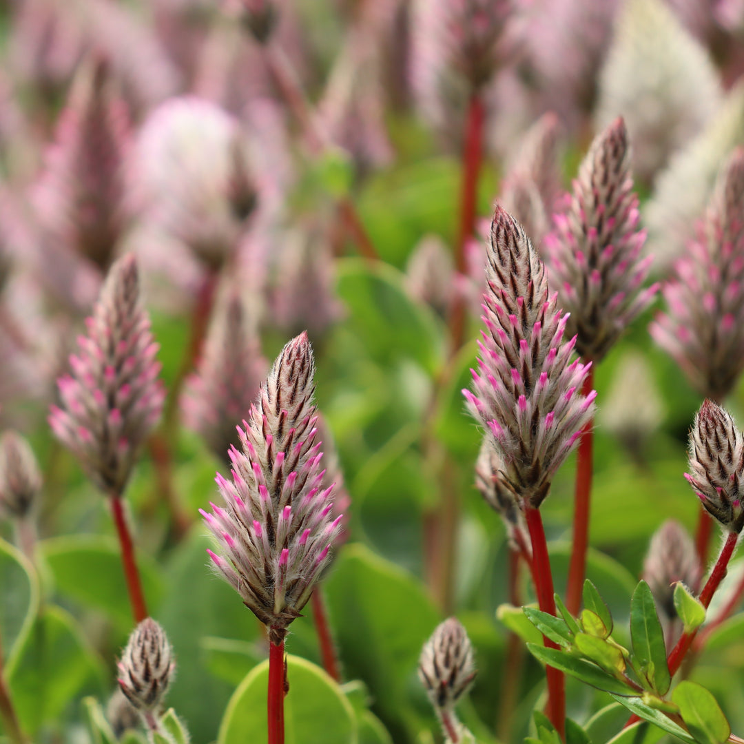 Ptilotus exaltatus Joey Plant, 6 Inch Annual