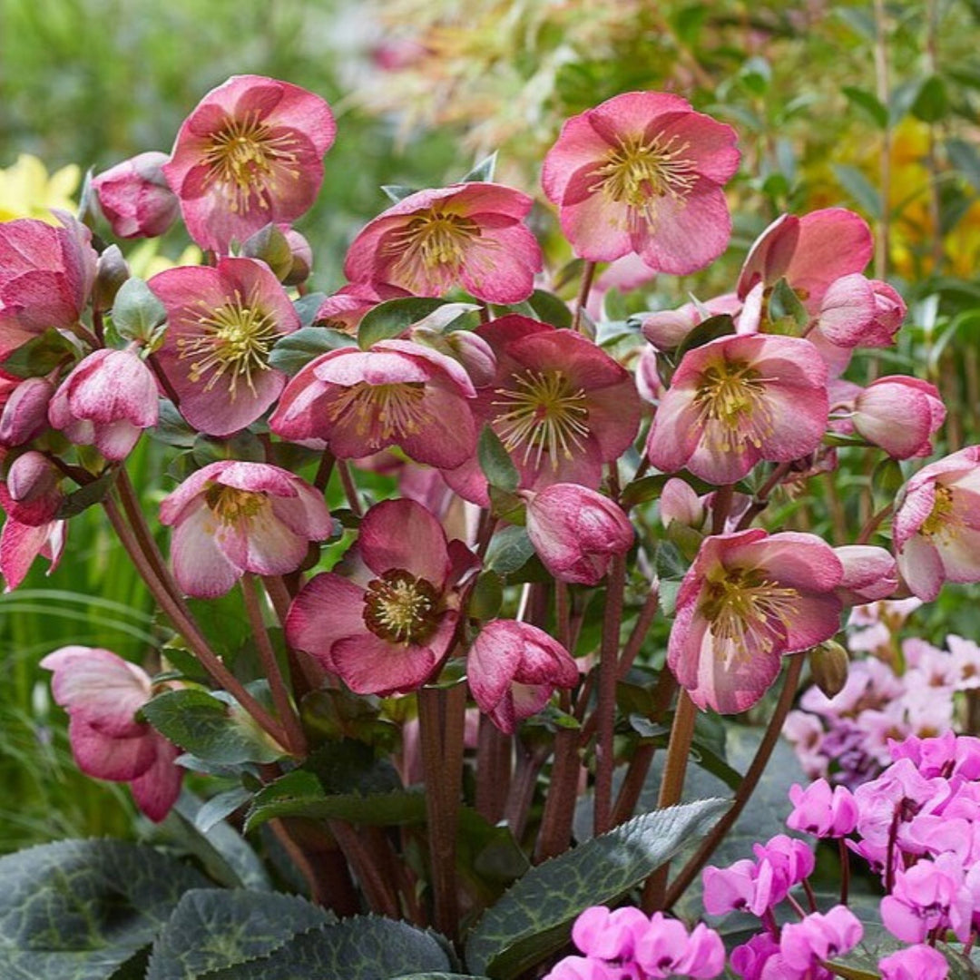 Helleborus 'FrostKiss Elemental' FrostKiss® Elemental Hellebore, 1 Gallon Perennial