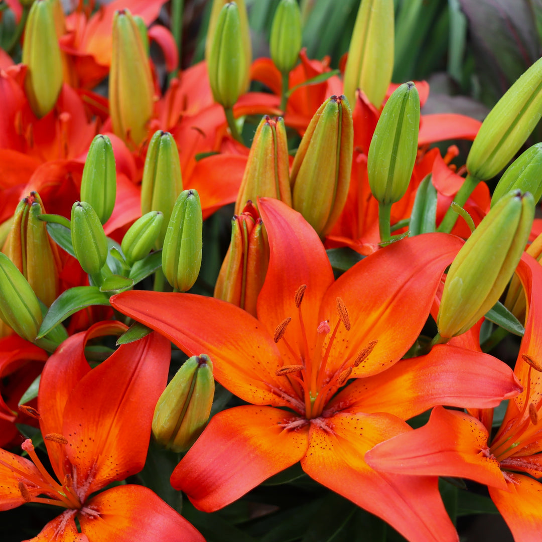Lilium 'FantAsiatic Orange' FantAsiatic® Orange Asiatic Lily, 1 Gallon Perennial