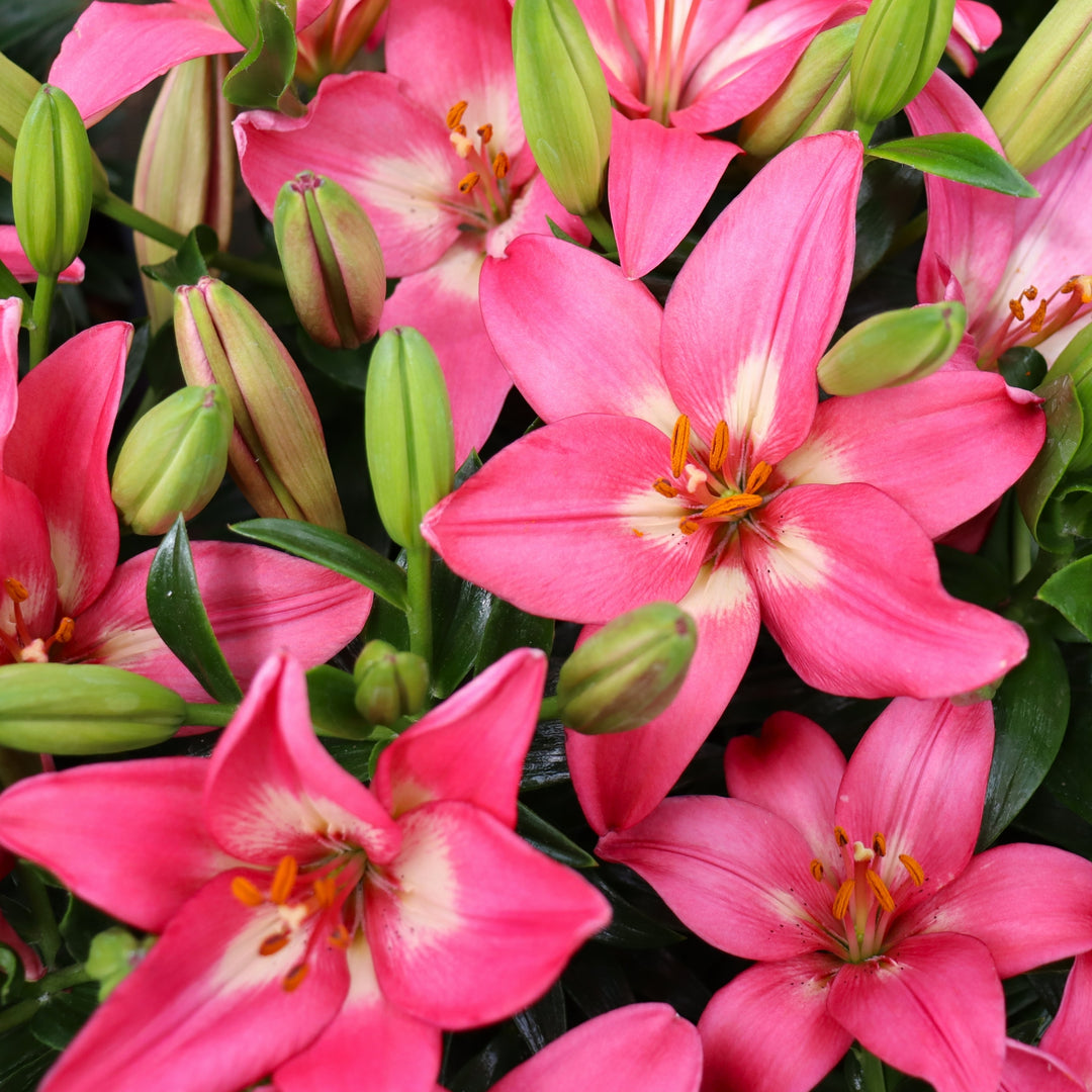 Lilium 'FantAsiatic Pink' FantAsiatic® Pink Asiatic Lily, 1 Gallon Perennial