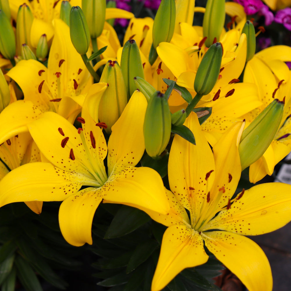 Lilium 'FantAsiatic Yellow' FantAsiatic® Yellow Asiatic Lily, 1 Gallon Perennial