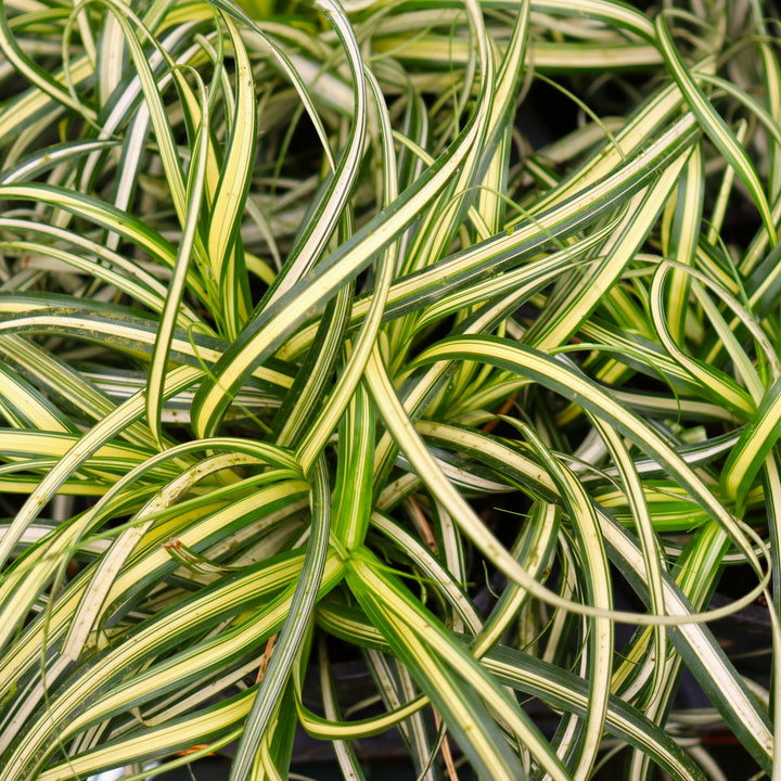 Carex 'ET CRX904' Moon Falls™ Sedge Grass, 4 Inch/Quart Perennial