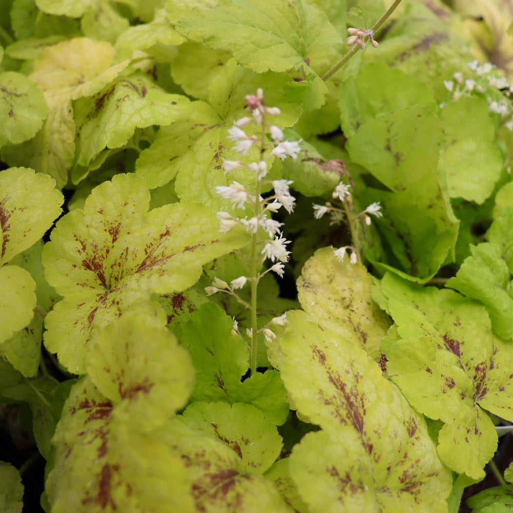 Heucherella 'Yellowstone Falls' PP22313 Yellowstone Falls™ Foamy Bells, 4 Inch/Quart Perennial