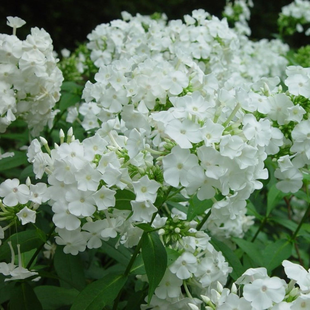 Phlox paniculata 'Flame Pro White' PP16259 Flame™ Pro White Garden Phlox, 1 Gallon Perennial