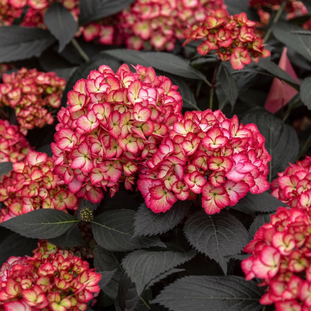 Hydrangea macrophylla 'Bailmacseven' Eclipse® Mophead Hydrangea, 2 Gallon Shrub