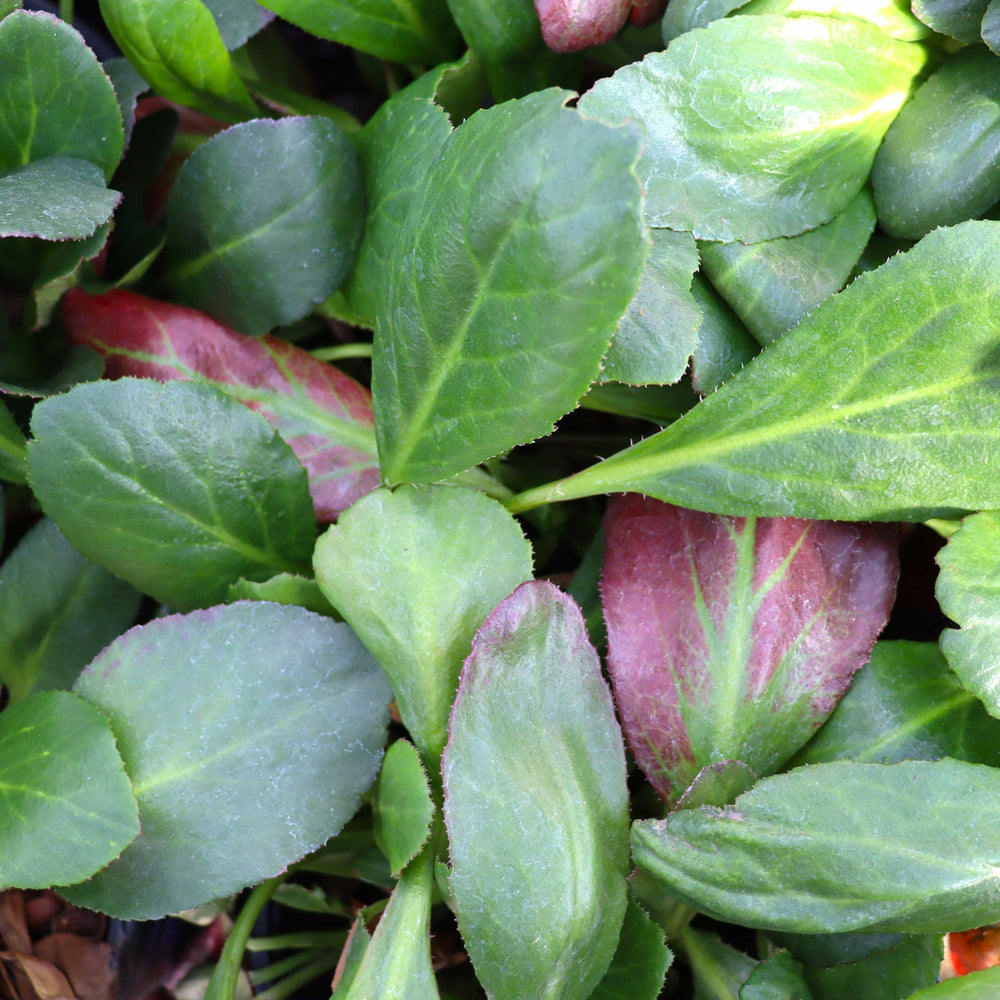 Bergenia 'Spring Fling' PP26337 Bergenia, 1 Gallon Perennial