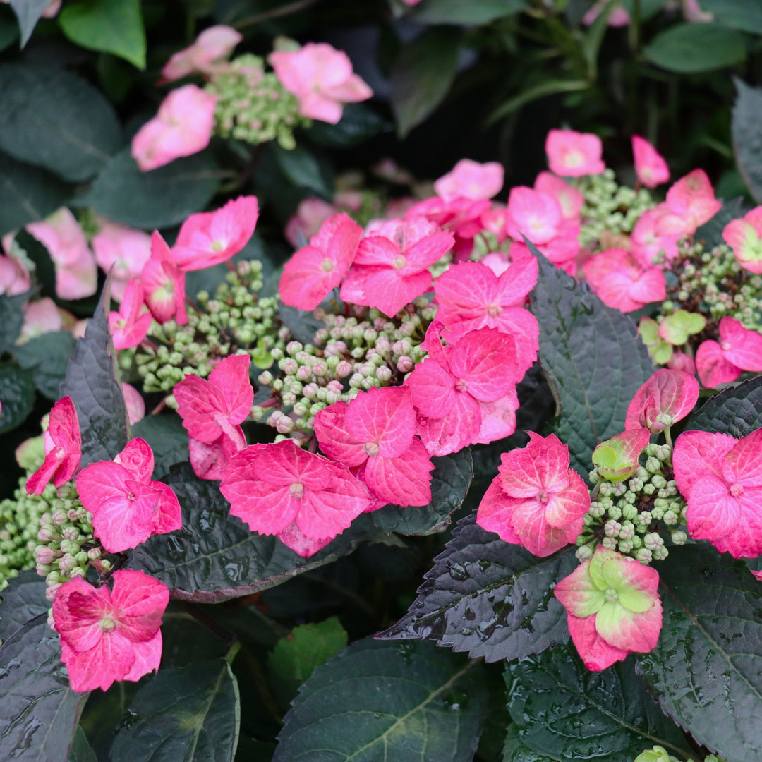 Hydrangea macrophylla var. serrata 'SMNHSG' PP 35034 Tuff Stuff Top Fun Lacecap Hydrangea, 2 Gallon Shrub